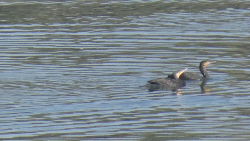 Great Cormorant