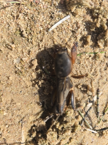 European Mole Cricket