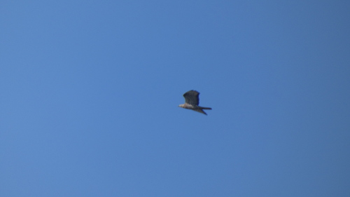 European Honey-buzzard