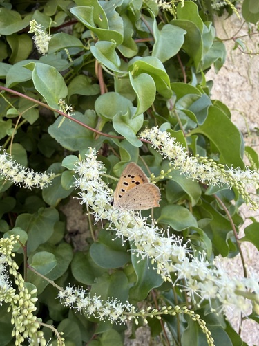 Small Copper