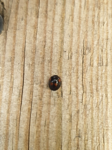 Pine Ladybird