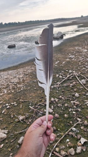 Dalmatian Pelican
