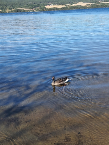 European Greylag Goose