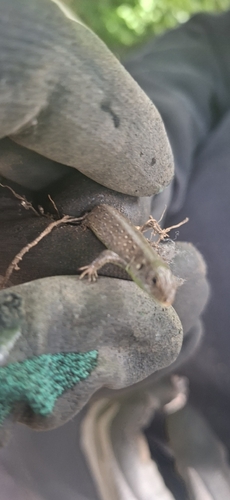 Sand Lizard