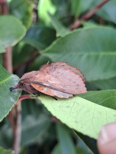 The Lappet