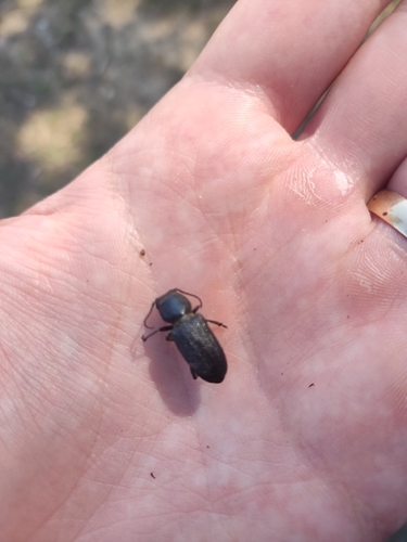 Black Longicorn Beetle