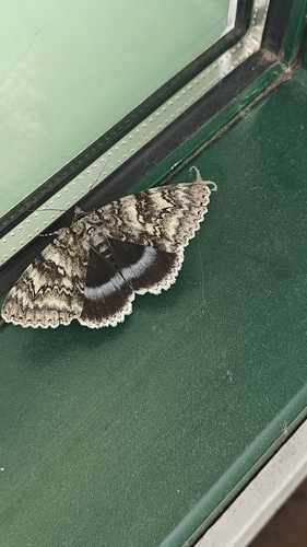 Blue Underwing