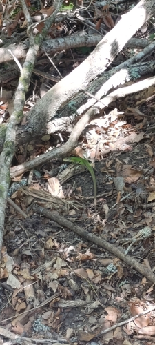 Western Green Lizard