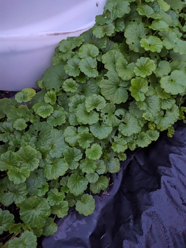 ground-ivy