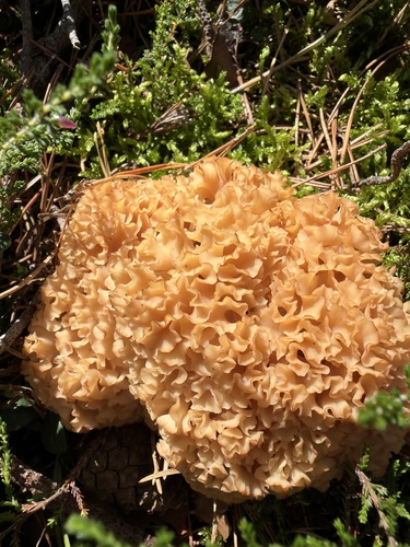 Cauliflower Fungus