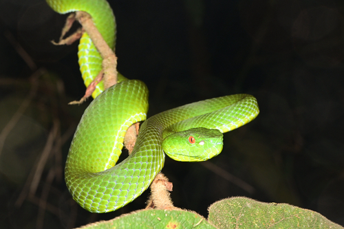 Sabah Bamboo Pitviper