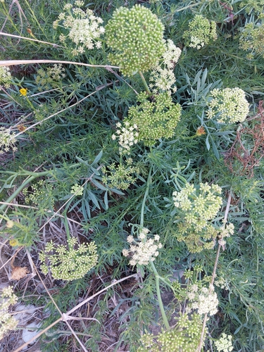 rock samphire