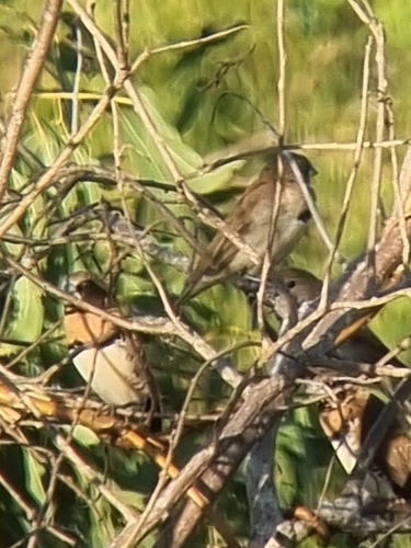 Chestnut-breasted Munia