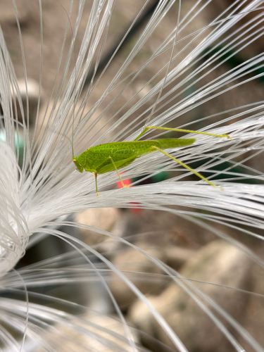 Mediterranean Katydid