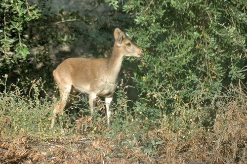 Iberian Ibex