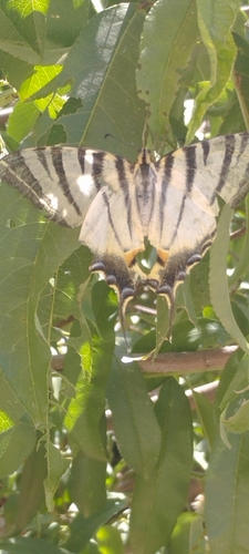 Scarce Swallowtail