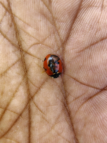 Seven-spotted Lady Beetle