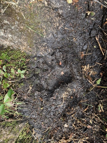 Black Bear sighting near Newfoundland and Labrador, NL
