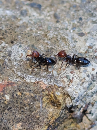 Mediterranean Acrobat Ant