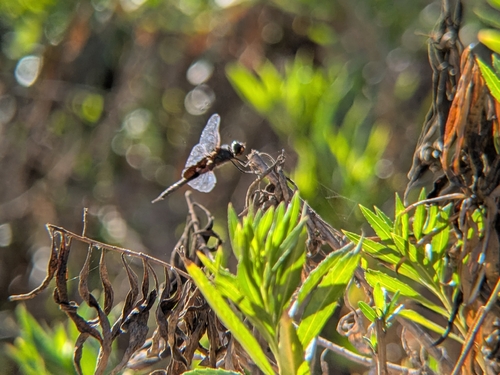 iNaturalist observation photo of Black Saddlebags