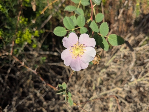 iNaturalist observation photo of California Wild Rose