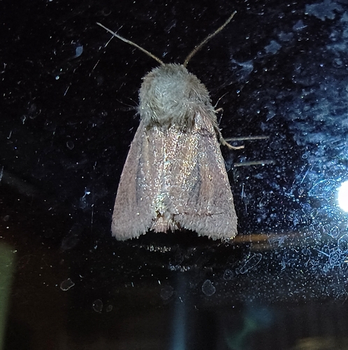 Small Wainscot