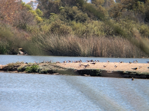 iNaturalist observation photo of Black Skimmer