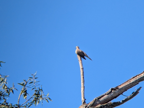 iNaturalist observation photo of Eurasian Collared-Dove