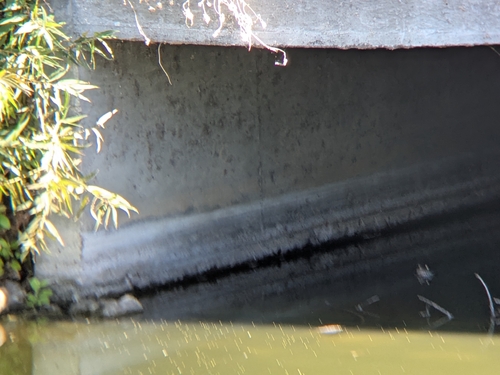 iNaturalist observation photo of American Bullfrog