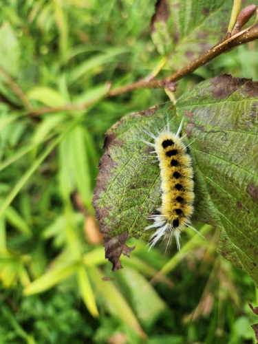 Spotted Tussock Moth