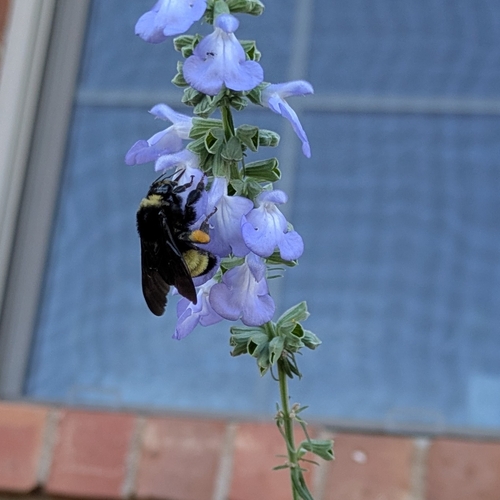 American Bumble Bee