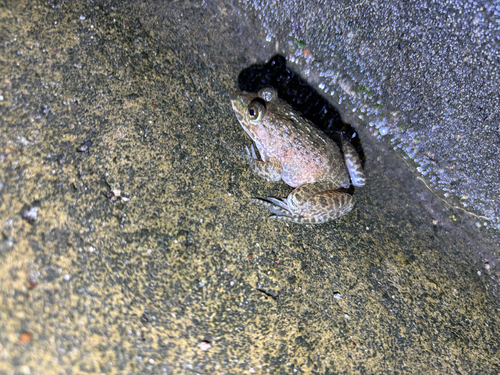 East Asian Bullfrog