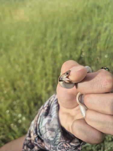 Collared Dwarf Snake