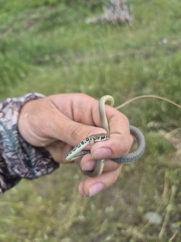 Dahl's Whip Snake