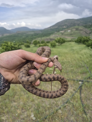 Spotted Whip Snake