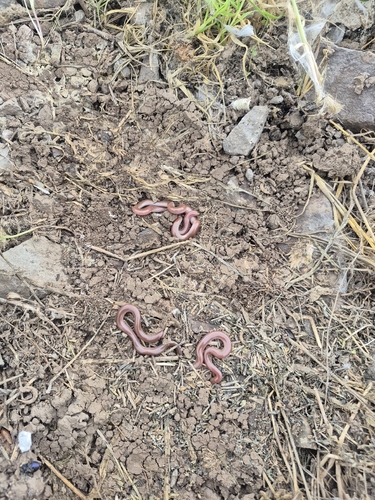 Eurasian Blind Snake