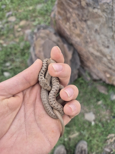 Dotted Dwarf Snake
