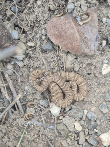Caucasian pitviper