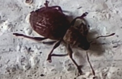 Strawberry Root Weevil