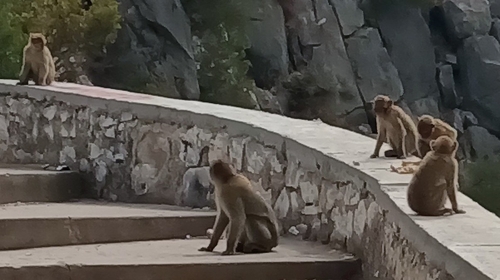 Barbary Macaque