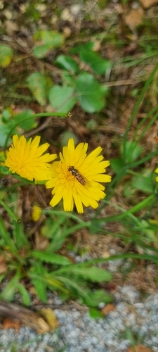 Marmalade Hover Fly