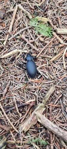 Leather Beetle