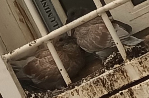 Feral Pigeon