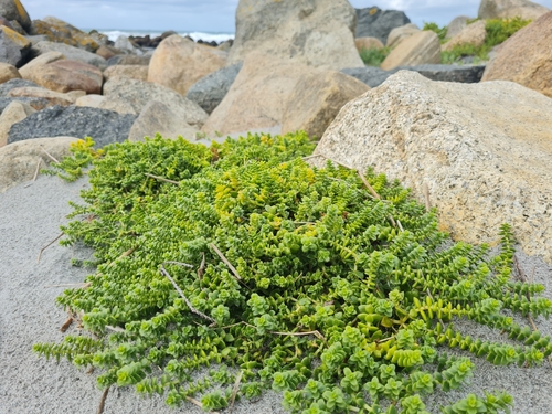 Sea Sandwort