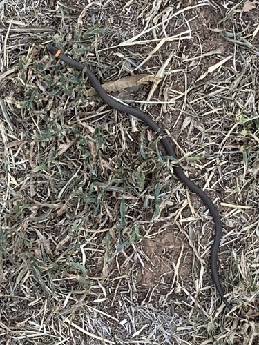 Ring-necked Snake