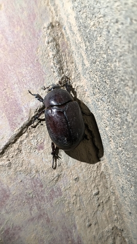 Phyllognathus excavatus