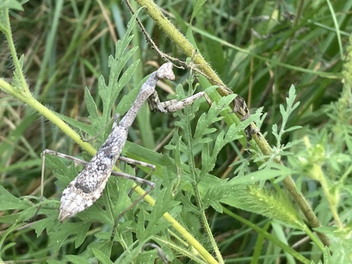 Carolina Mantis