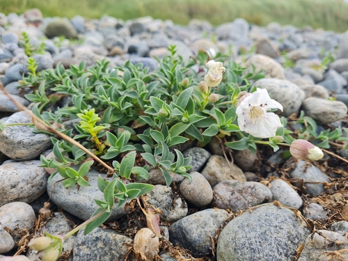 Sea Campion