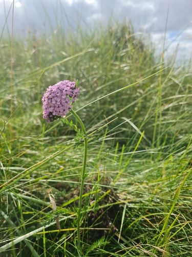 common yarrow