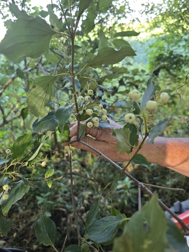 roughleaf dogwood